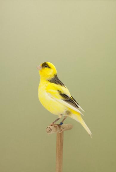 Canário amarelo de perfil num poleiro de madeira, sobre fundo verde liso