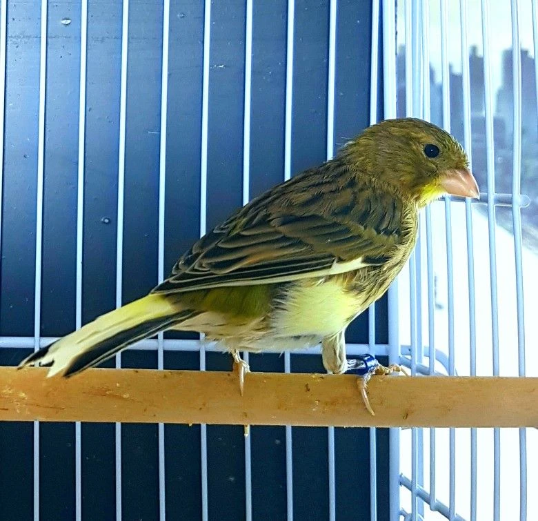 Timbrado Espanhol verde-oliva num poleiro, dentro da gaiola, com anilha azul na pata