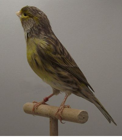 Timbrado Espanhol de perfil, num poleiro de madeira, com anilha vermelha na pata